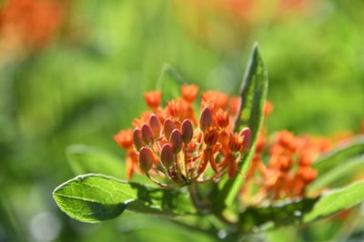 Native Gardens Make Happy Homes