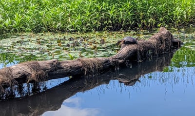 Kayaking on the Ipswich River